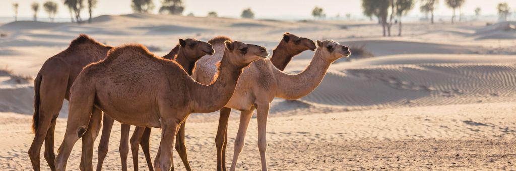 Volo Per Dubai da 124,99 €*