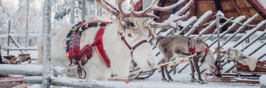 Let Do Rovaniemi od 54,99 €*