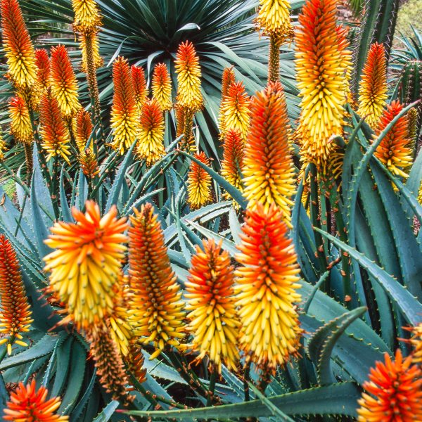 Gran Canarias Wohlfhlpflanze: Ein romantischer Aloe-Vera-Tag | Horizons by  Eurowings