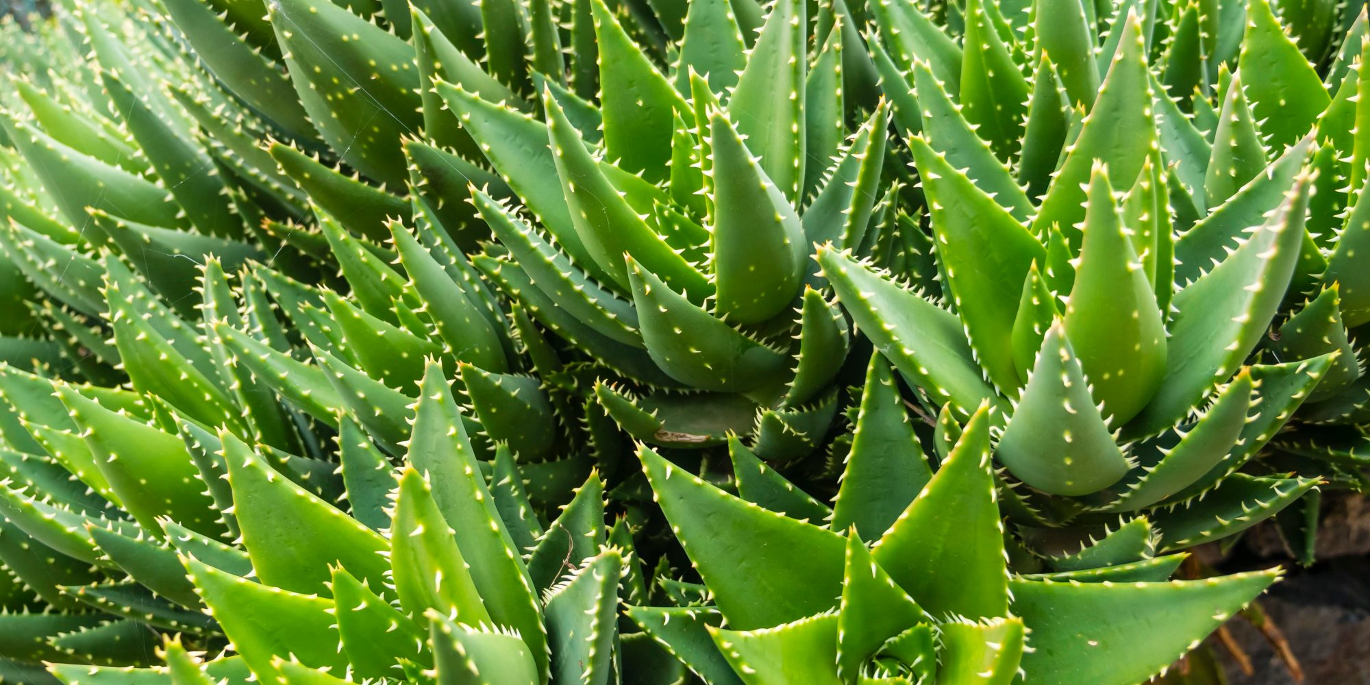 maschera aloe vera viso Kaé - Maschera Viso Aloe Vera + Acido Ialuronico – 🌿 Kaé main image 0